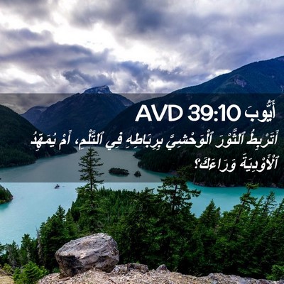 Picture 02 - أَيُّوبَ 39:10 AVD - أَتَرْبِطُ ٱلثَّوْرَ - Bible Verse Picture