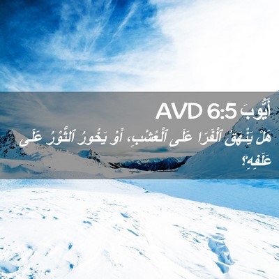 Picture 02 - أَيُّوبَ 6:5 AVD - هَلْ يَنْهَقُ ٱلْفَرَا - Bible Verse Picture