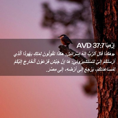 Picture 02 - إِرْمِيَا 37:7 AVD - «هَكَذَا قَالَ ٱلرَّبُّ - Bible Verse Picture