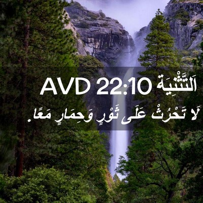 Picture 02 - اَلتَّثْنِيَة 22:10 AVD - لَا تَحْرُثْ عَلَى ثَوْرٍ - Bible Verse Picture