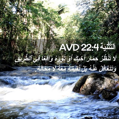 Picture 02 - اَلتَّثْنِيَة 22:4 AVD - لَا تَنْظُرْ حِمَارَ - Bible Verse Picture