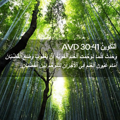 Picture 02 - اَلتَّكْوِينُ 30:41 AVD - وَحَدَثَ كُلَّمَا - Bible Verse Picture