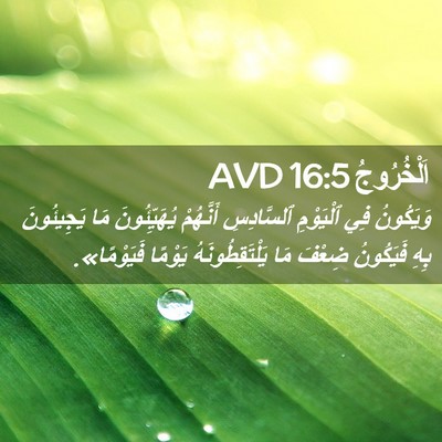 Picture 02 - اَلْخُرُوجُ 16:5 AVD - وَيَكُونُ فِي ٱلْيَوْمِ - Bible Verse Picture