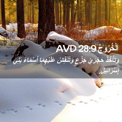 Picture 02 - اَلْخُرُوجُ 28:9 AVD - وَتَأْخُذُ حَجَرَيْ - Bible Verse Picture