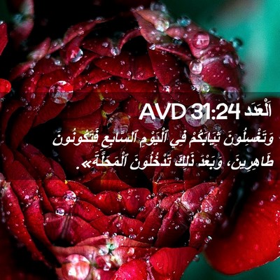 Picture 02 - اَلْعَدَد 31:24 AVD - وَتَغْسِلُونَ ثِيَابَكُمْ - Bible Verse Picture