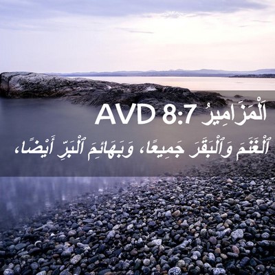Picture 02 - اَلْمَزَامِيرُ 8:7 AVD - ٱلْغَنَمَ وَٱلْبَقَرَ - Bible Verse Picture