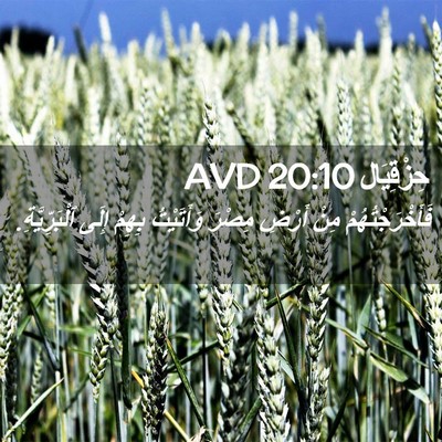Picture 02 - حِزْقِيَال 20:10 AVD - فَأَخْرَجْتُهُمْ مِنْ - Bible Verse Picture