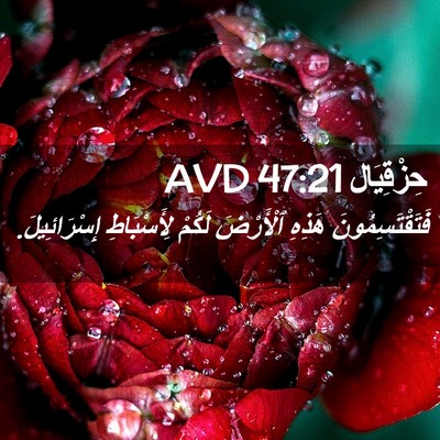 Picture 02 - حِزْقِيَال 47:21 AVD - فَتَقْتَسِمُونَ هَذِهِ - Bible Verse Picture