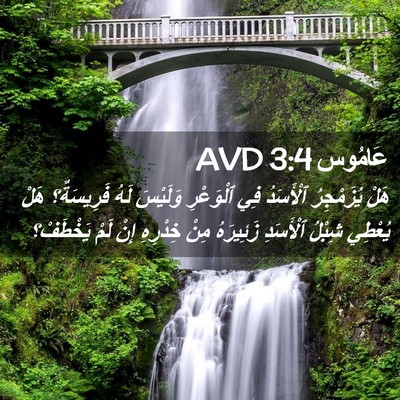 Picture 02 - عَامُوس 3:4 AVD - هَلْ يُزَمْجِرُ ٱلْأَسَدُ - Bible Verse Picture