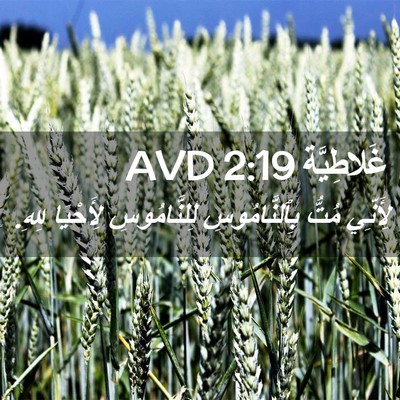 Picture 02 - غَلاطِيَّة 2:19 AVD - لِأَنِّي مُتُّ - Bible Verse Picture