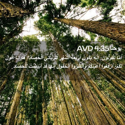 Picture 02 - يوحنَّا 4:35 AVD - أَمَا تَقُولُونَ: إِنَّهُ - Bible Verse Picture