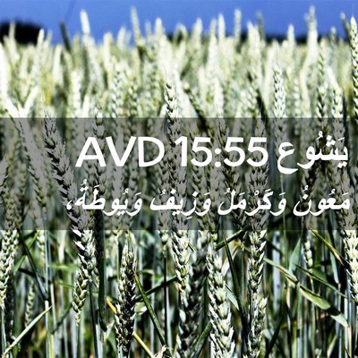 Picture 02 - يَشُوع 15:55 AVD - مَعُونُ وَكَرْمَلُ - Bible Verse Picture