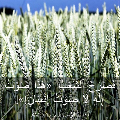 Picture 03 - أَعْمَالُ ٱلرُّسُلِ 12:22 AVD - فَصَرَخَ ٱلشَّعْبُ: «هَذَا - Bible Verse Picture