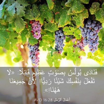 Picture 03 - أَعْمَالُ ٱلرُّسُلِ 16:28 AVD - فَنَادَى بُولُسُ بِصَوْتٍ - Bible Verse Picture
