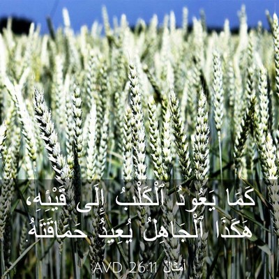 Picture 03 - أَمْثَالٌ 26:11 AVD - كَمَا يَعُودُ ٱلْكَلْبُ - Bible Verse Picture