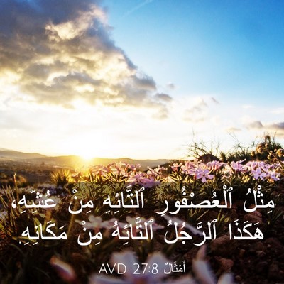 Picture 03 - أَمْثَالٌ 27:8 AVD - مِثْلُ ٱلْعُصْفُورِ - Bible Verse Picture