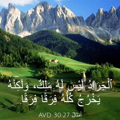 Picture 03 - أَمْثَالٌ 30:27 AVD - ٱلْجَرَادُ لَيْسَ لَهُ - Bible Verse Picture