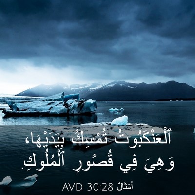 Picture 03 - أَمْثَالٌ 30:28 AVD - ٱلْعَنْكَبُوتُ تُمْسِكُ - Bible Verse Picture