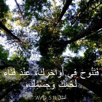 Picture 03 - أَمْثَالٌ 5:11 AVD - فَتَنُوحَ فِي - Bible Verse Picture