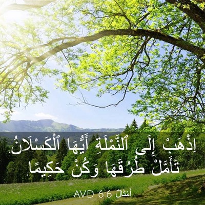 Picture 03 - أَمْثَالٌ 6:6 AVD - اِذْهَبْ إِلَى - Bible Verse Picture