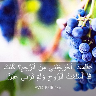 Picture 03 - أَيُّوبَ 10:18 AVD - «فَلِمَاذَا أَخْرَجْتَنِي - Bible Verse Picture