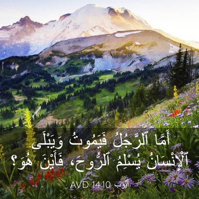 Picture 03 - أَيُّوبَ 14:10 AVD - أَمَّا ٱلرَّجُلُ - Bible Verse Picture