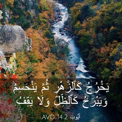 Picture 03 - أَيُّوبَ 14:2 AVD - يَخْرُجُ كَٱلزَّهْرِ - Bible Verse Picture