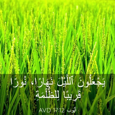 Picture 03 - أَيُّوبَ 17:12 AVD - يَجْعَلُونَ ٱللَّيْلَ - Bible Verse Picture