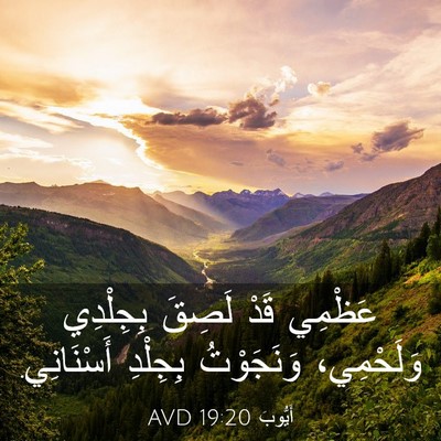 Picture 03 - أَيُّوبَ 19:20 AVD - عَظْمِي قَدْ لَصِقَ - Bible Verse Picture