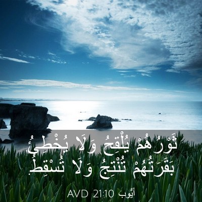 Picture 03 - أَيُّوبَ 21:10 AVD - ثَوْرُهُمْ يُلْقِحُ وَلَا - Bible Verse Picture