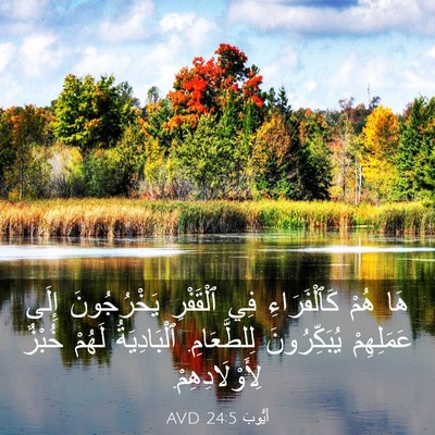 Picture 03 - أَيُّوبَ 24:5 AVD - هَا هُمْ كَٱلْفَرَاءِ فِي - Bible Verse Picture