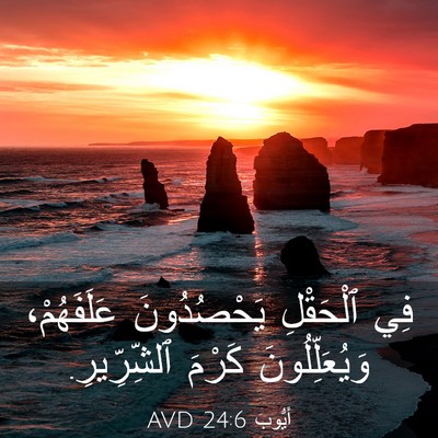 Picture 03 - أَيُّوبَ 24:6 AVD - فِي ٱلْحَقْلِ يَحْصُدُونَ - Bible Verse Picture