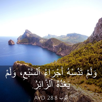 Picture 03 - أَيُّوبَ 28:8 AVD - وَلَمْ تَدُسْهُ أَجْرَاءُ - Bible Verse Picture
