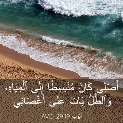 Picture 03 - أَيُّوبَ 29:19 AVD - أَصْلِي كَانَ مُنْبَسِطًا - Bible Verse Picture