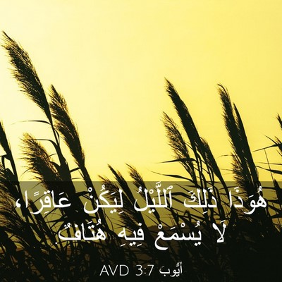 Picture 03 - أَيُّوبَ 3:7 AVD - هُوَذَا ذَلِكَ ٱللَّيْلُ - Bible Verse Picture