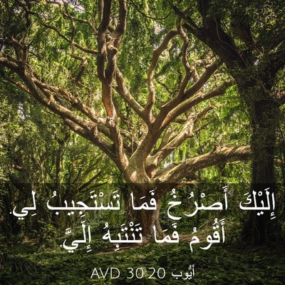 Picture 03 - أَيُّوبَ 30:20 AVD - إِلَيْكَ أَصْرُخُ فَمَا - Bible Verse Picture