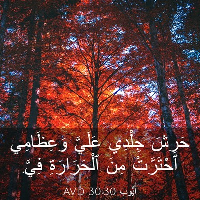 Picture 03 - أَيُّوبَ 30:30 AVD - حَرِشَ جِلْدِي عَلَيَّ - Bible Verse Picture