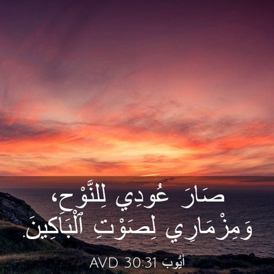Picture 03 - أَيُّوبَ 30:31 AVD - صَارَ عُودِي لِلنَّوْحِ، - Bible Verse Picture