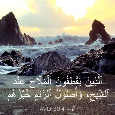 Picture 03 - أَيُّوبَ 30:4 AVD - ٱلَّذِينَ يَقْطِفُونَ - Bible Verse Picture
