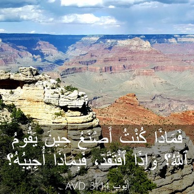 Picture 03 - أَيُّوبَ 31:14 AVD - فَمَاذَا كُنْتُ أَصْنَعُ - Bible Verse Picture