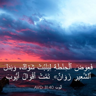 Picture 03 - أَيُّوبَ 31:40 AVD - فَعِوَضَ ٱلْحِنْطَةِ - Bible Verse Picture