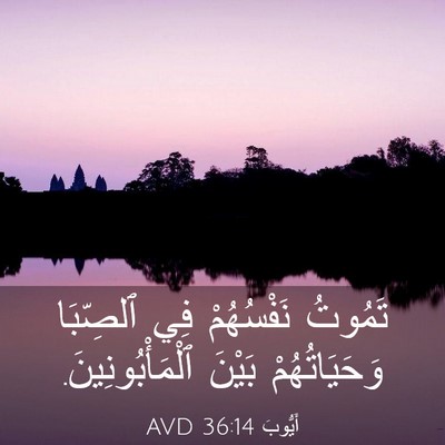Picture 03 - أَيُّوبَ 36:14 AVD - تَمُوتُ نَفْسُهُمْ فِي - Bible Verse Picture