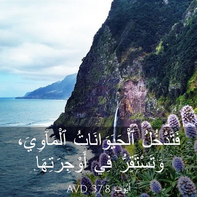 Picture 03 - أَيُّوبَ 37:8 AVD - فَتَدْخُلُ - Bible Verse Picture