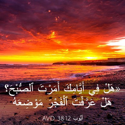 Picture 03 - أَيُّوبَ 38:12 AVD - «هَلْ فِي أَيَّامِكَ - Bible Verse Picture