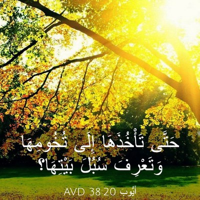Picture 03 - أَيُّوبَ 38:20 AVD - حَتَّى تَأْخُذَهَا إِلَى - Bible Verse Picture