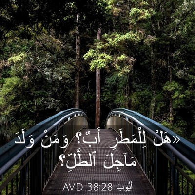 Picture 03 - أَيُّوبَ 38:28 AVD - «هَلْ لِلْمَطَرِ أَبٌ؟ - Bible Verse Picture