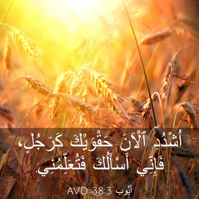 Picture 03 - أَيُّوبَ 38:3 AVD - اُشْدُدِ ٱلْآنَ - Bible Verse Picture