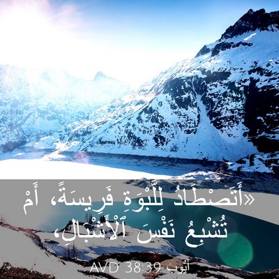 Picture 03 - أَيُّوبَ 38:39 AVD - «أَتَصْطَادُ لِلَّبْوَةِ - Bible Verse Picture