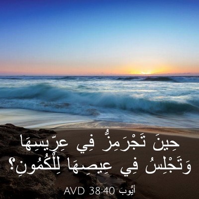 Picture 03 - أَيُّوبَ 38:40 AVD - حِينَ تَجْرَمِزُّ فِي - Bible Verse Picture