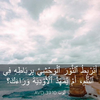 Picture 03 - أَيُّوبَ 39:10 AVD - أَتَرْبِطُ ٱلثَّوْرَ - Bible Verse Picture